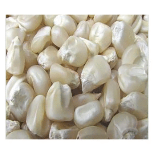 Maïs blanc sans OGM, sac de 110kg